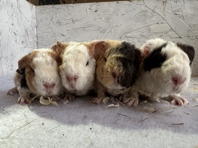 Amaya X Furby (Kopie) Amaya X Furby (Kopie)