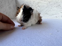 Coralie (2) (Kopie) Coralie (2) (Kopie)