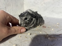 Crocket (2) (Kopie) Crocket (2) (Kopie)