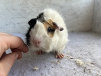 Lady Mand (6) (Kopie) Lady Mand (6) (Kopie)