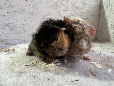 Lotte X Nevio (Kopie) Lotte X Nevio (Kopie)