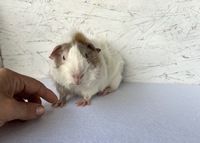 Nevio (3) (Kopie) Nevio (3) (Kopie)