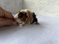 angelo (2) (Kopie) angelo (2) (Kopie)