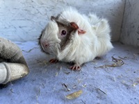 artemis (2) (Kopie)1 artemis (2) (Kopie)1