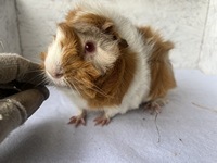 askani (2) (Kopie)1 askani (2) (Kopie)1