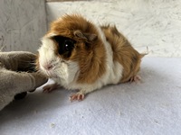 biene maja (2) (Kopie)1 biene maja (2) (Kopie)1