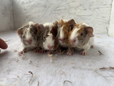 caitlin X askani (Kopie) caitlin X askani (Kopie)