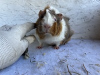 cassina (2) (Kopie) cassina (2) (Kopie)