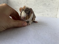 cassina (4) (Kopie) cassina (4) (Kopie)