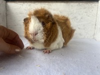 cassini (2) (Kopie)2 cassini (2) (Kopie)2