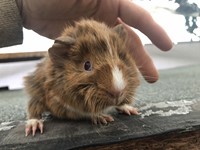 cathena (Kopie) cathena (Kopie)