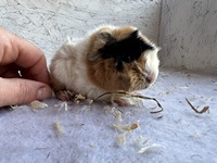 cherietaste (3) (Kopie) cherietaste (3) (Kopie)