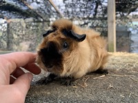 cookie (Kopie)1 cookie (Kopie)1