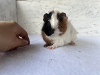 demiano (3) (Kopie) demiano (3) (Kopie)