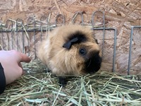 faramir (Kopie) faramir (Kopie)