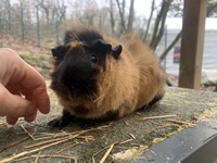 kiwi (Kopie) kiwi (Kopie)