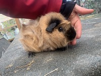 ponky (Kopie) ponky (Kopie)