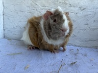 valerian (2) (Kopie)1 valerian (2) (Kopie)1