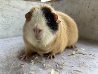 Angelina (1) (Kopie)