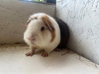 Banjo (2) (Kopie) Banjo (2) (Kopie)