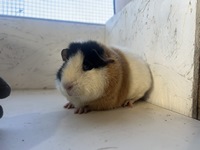 Belle (2) (Kopie)1