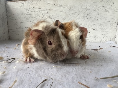 Biene Maja X Veritas (Kopie)