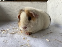 Diara (1) (Kopie) Diara (1) (Kopie)