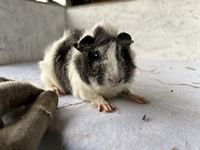 Dolche Vita (2) (Kopie)