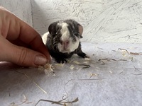 Dolly Doo (2) (Kopie)