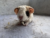 El Pincho (2) (Kopie)