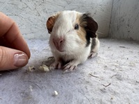 El Prince (3) (Kopie)