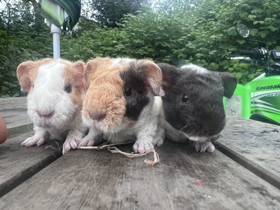 Fanny X Titus (Kopie)