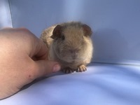 Finlay neu (Kopie)