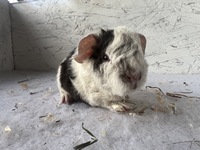 Funny Bear (3) (Kopie)