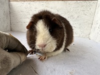 Henriette (1) (Kopie) Henriette (1) (Kopie)