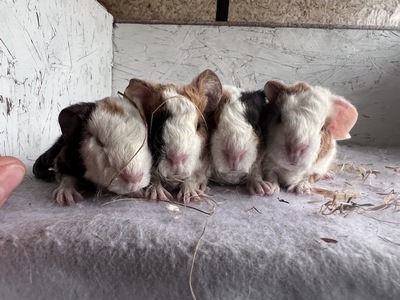 Henriette X Banji (Kopie)