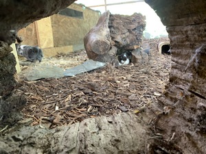 IMG_3339 (Kopie)1