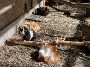 IMG_8933 (Kopie)