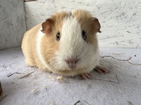 Isabelle (2) (Kopie)1 Isabelle (2) (Kopie)1