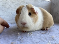 Isabelle (3) (Kopie)