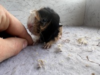 Lady Lou (1) (Kopie)