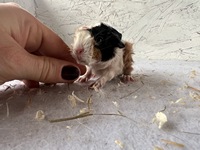 Lady Magret (2) (Kopie)