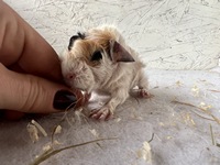 Lady Mandy (2) (Kopie) Lady Mandy (2) (Kopie)