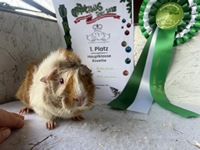 Lemontarte Recklinghausen 25-1 (Kopie) Lemontarte Recklinghausen 25-1 (Kopie)