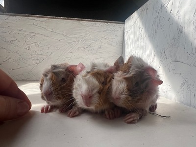 Limoncelli X Valentino (Kopie)