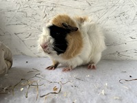 Luciano (4) (Kopie) Luciano (4) (Kopie)