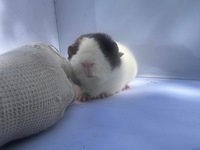 Milchknnchen (1) (Kopie)