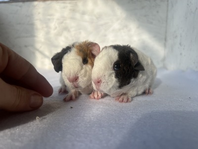 Milchknnchen X Banjo (Kopie)