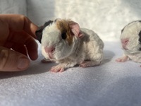 Milchmaus (2) (Kopie)