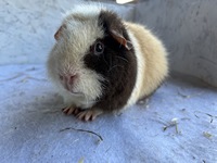 Pistorello (4) (Kopie)